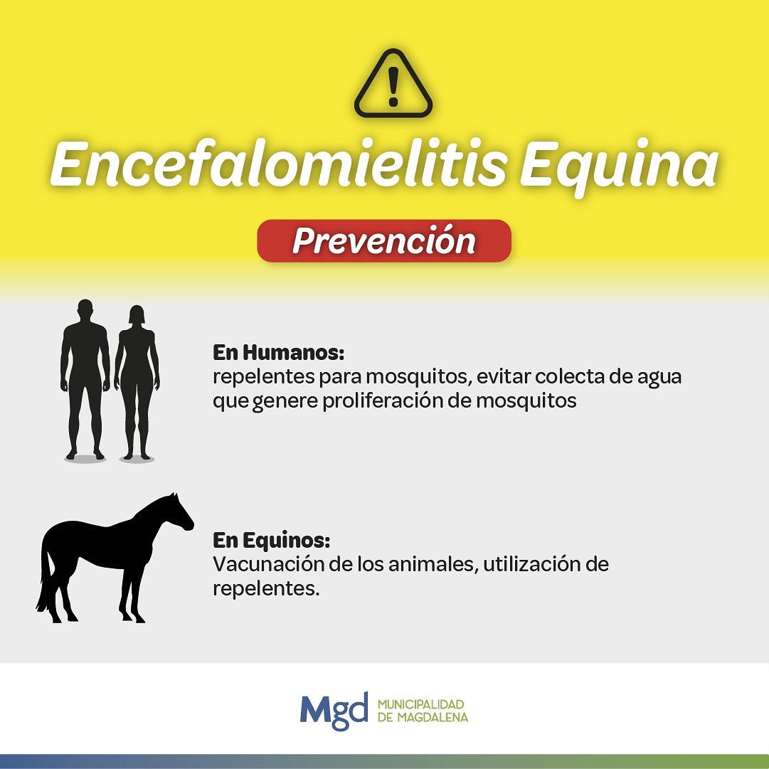 ENCEFALOMIELITIS EQUINA: CONTAGIO Y COMO PREVENIRLO – El Portal De ...