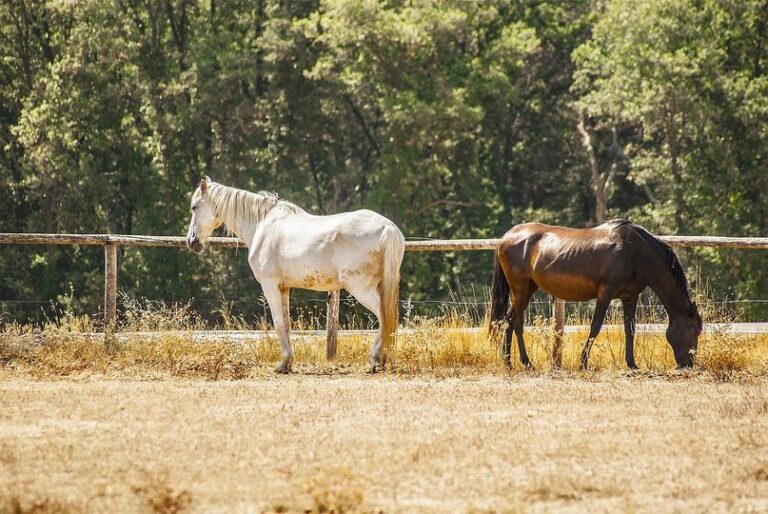 Trabajemos entre todos para evitar riesgos en la salud. Tb en animales.